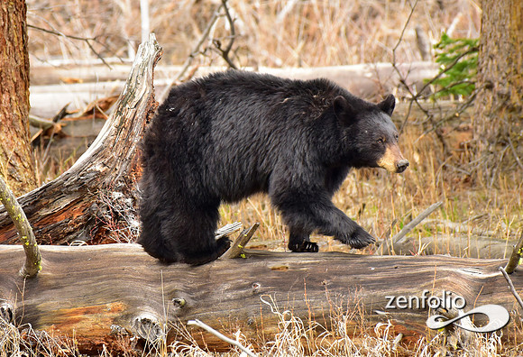 black bears (6)