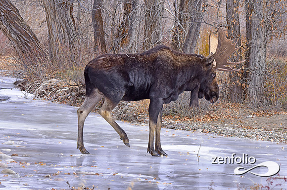 bull moose (153)