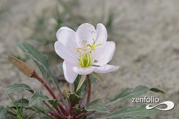 desert primrose