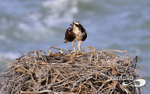 osprey nesting (10)