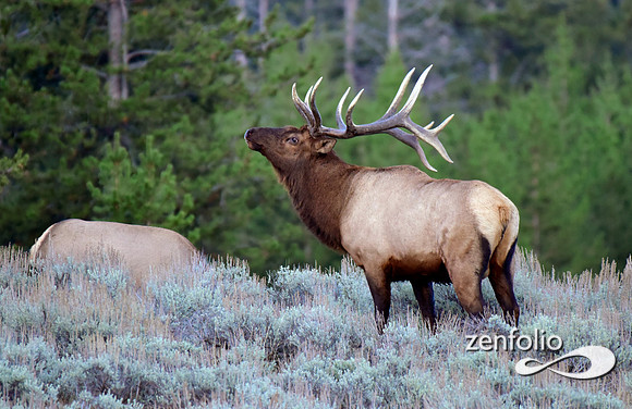 rutting bull elk (1)