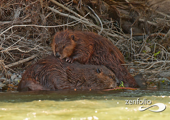 beavers (11)