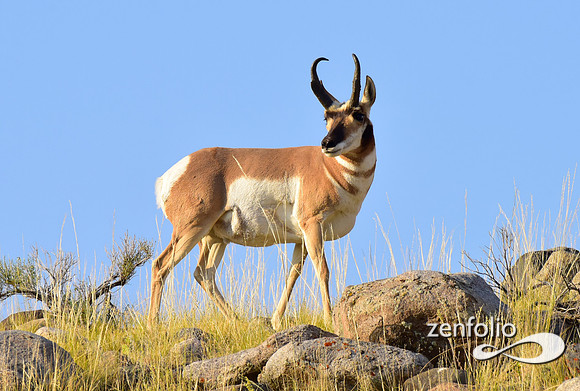 antelope buck (1)