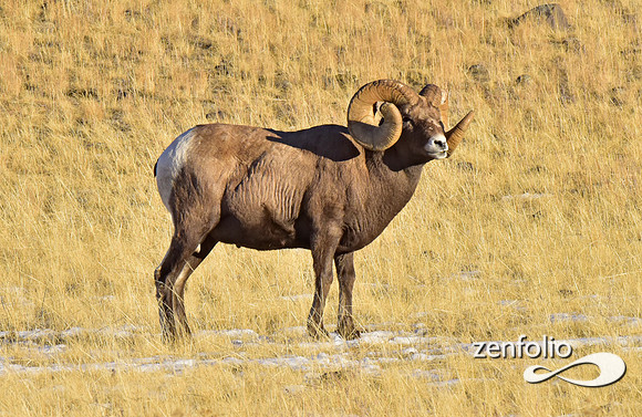 bighorn rams (8)