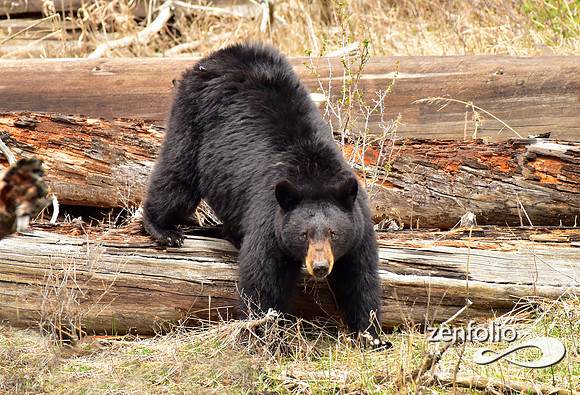 black bears (1)