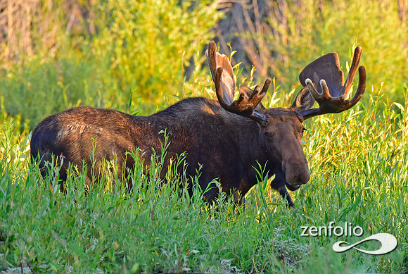 handsome bull moose (20)