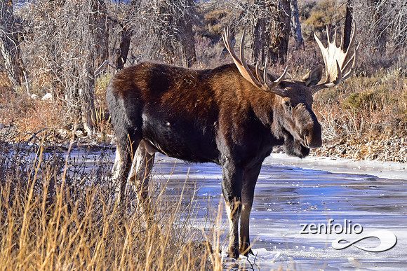bull moose (60)