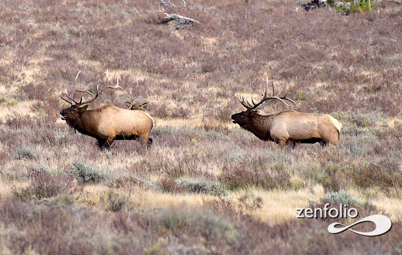 dueling bulls (1)
