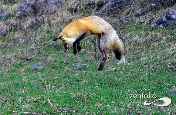 red fox
