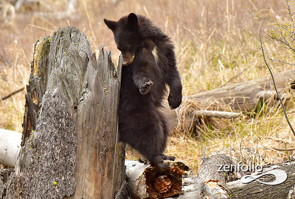 black bears (23)