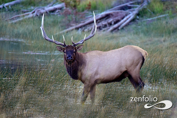 swan lake flats bull elk (1)