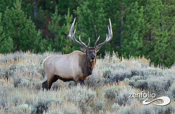 monster bull elk (10)