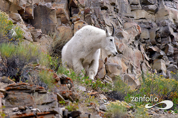 mtn goat 4