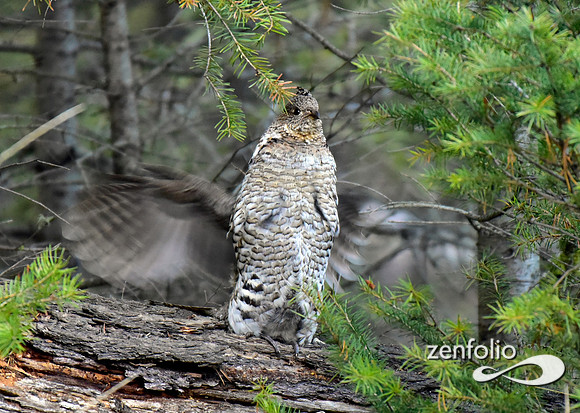 ruffed grouse (11)