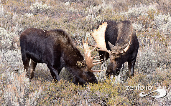 bull moose (193)