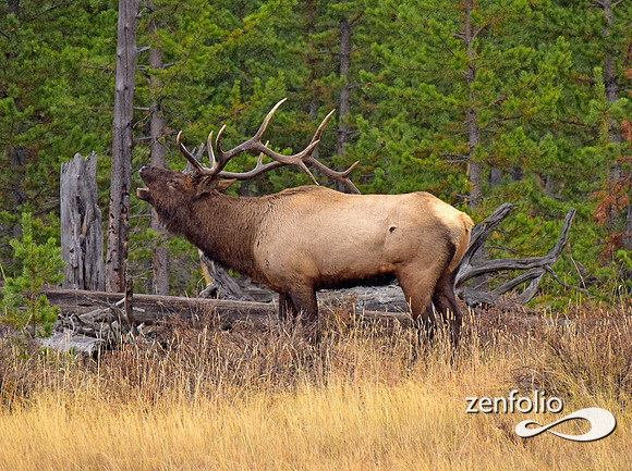 big bull elk (18)