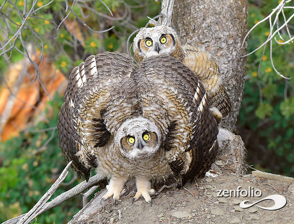 _great horned owls