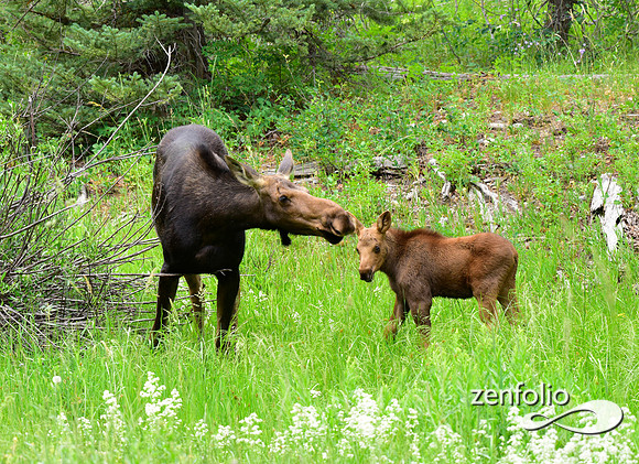 moose and calf feeding (2)