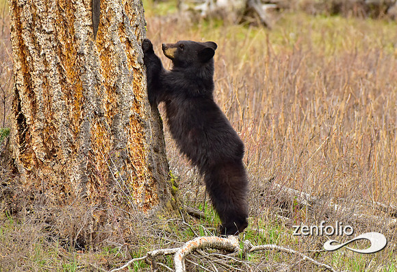 black bears (31)