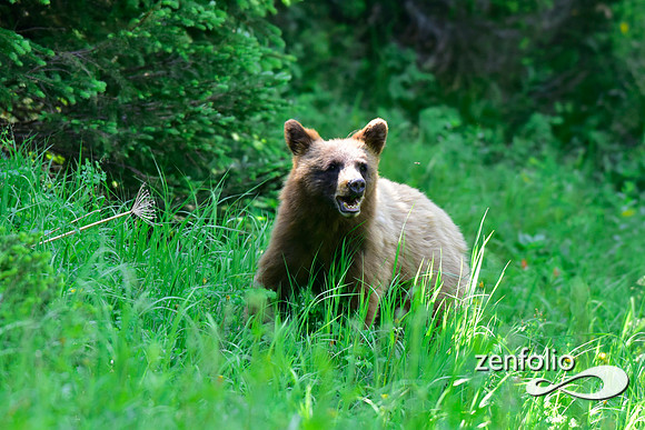 cinnamon black bear (7)