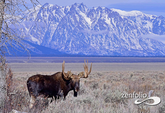 bull moose (98)