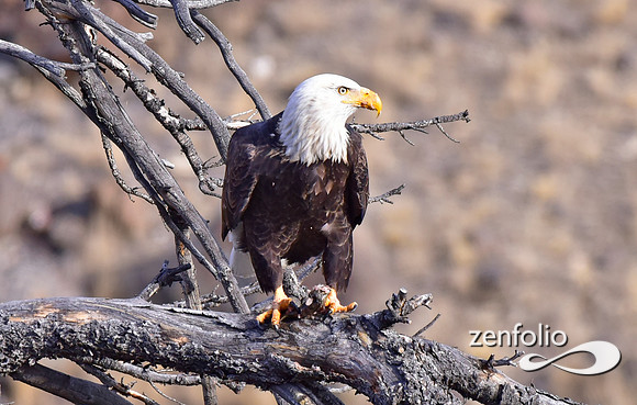 bald eagle (7)