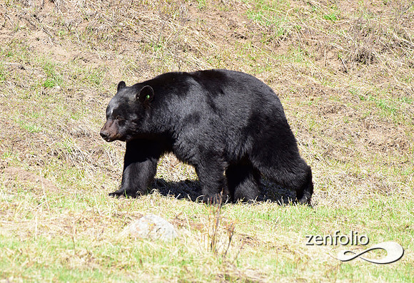 male black bear