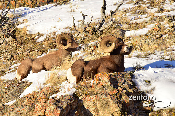 bighorn rams (17)