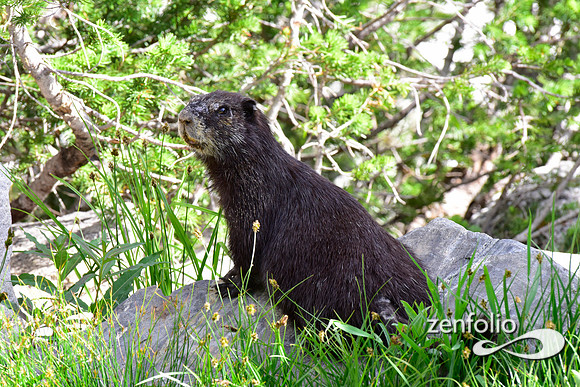 black marmot (2)
