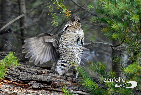 ruffed grouse (3)