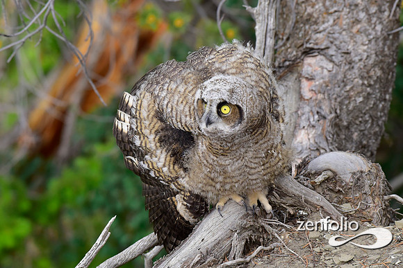 great horned owls