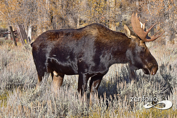 bull moose (1)