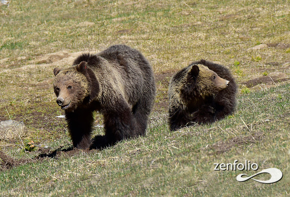 grizzly with yearling cub (25)