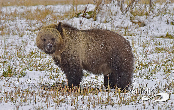young grizzly bear (9)