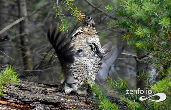 ruffed grouse (2)
