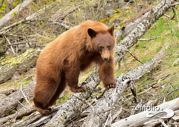 cinnamon bear (10)