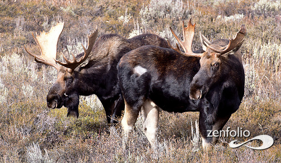 bull moose (198)