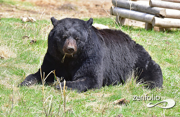 _TED4805