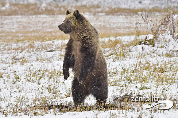 young grizzly bear (3)