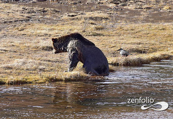 blacktail grizzly,spring 2017 (182)