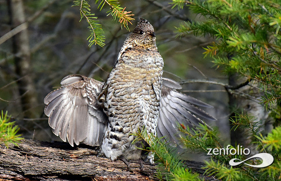 ruffed grouse (5)