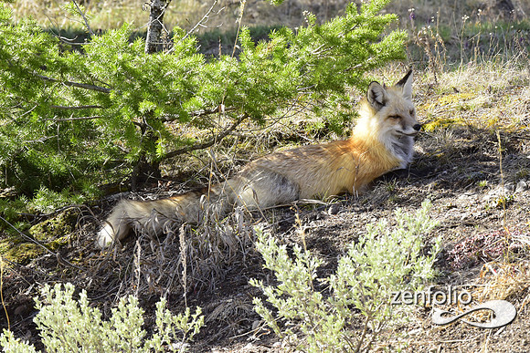 red fox