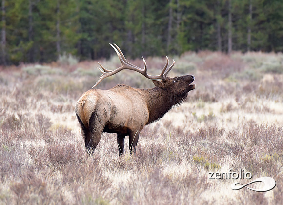 big bull elk (25)