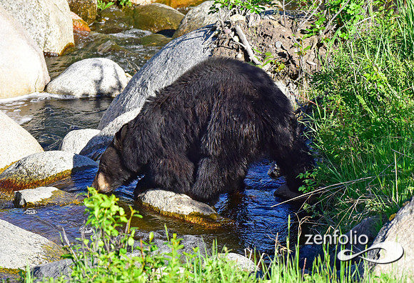 black bear