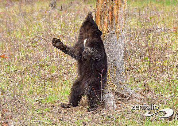 black bears (22)