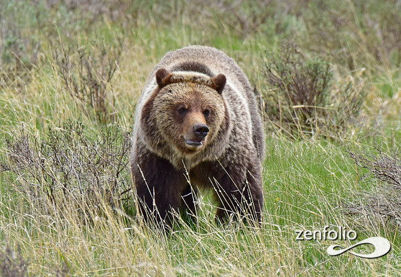 grizzly (9)
