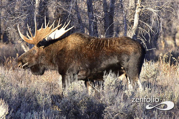bull moose (91)
