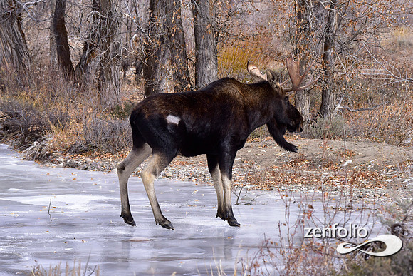 bull moose (191)