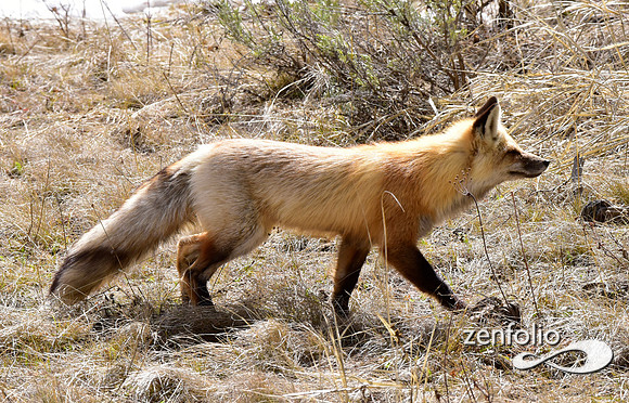 red fox (14)