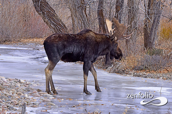 bull moose (143)